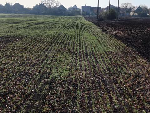 Családi gazdaság szántóföldet bérelne Martfűn és környékén Családi gazdaság szántóföldet bérelne Martfűn és környékén