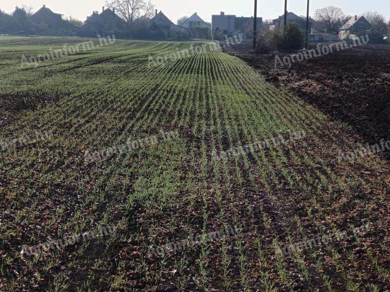 Családi gazdaság szántóföldet bérelne Martfűn és környékén
