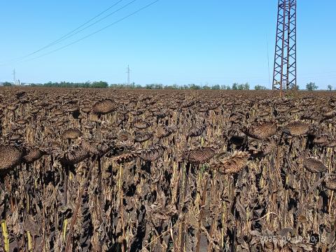 Szántóföldet bérelnèk Martfűn Szántóföldet bérelnèk Martfűn