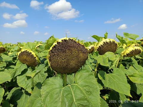 Családi gazdaság földet bérelne Martfűn