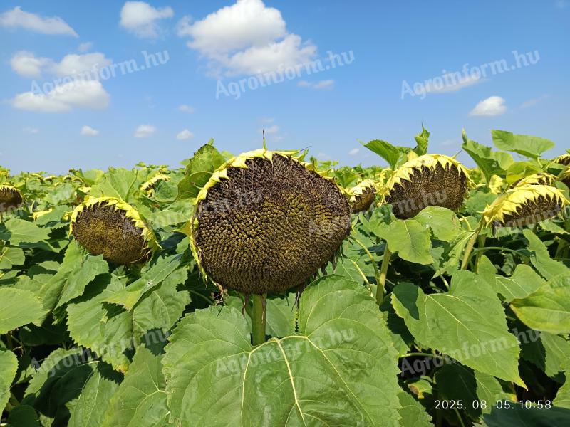 Családi gazdaság földet bérelne Martfűn