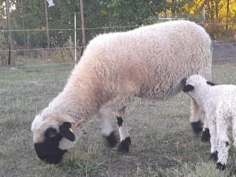 Eladó 2 éves wallisi feketeorrú anyajuh tenyészetből Eladó 2 éves wallisi feketeorrú anyajuh tenyészetből