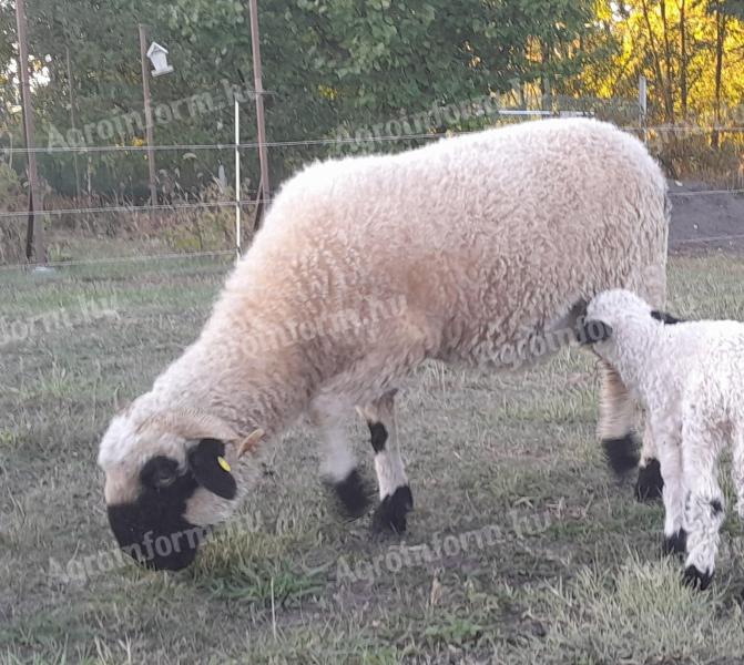 Eladó 2 éves wallisi feketeorrú anyajuh tenyészetből