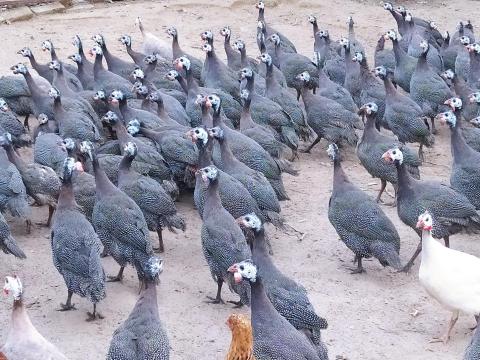 Gyöngyös, gyöngytyúk eladó