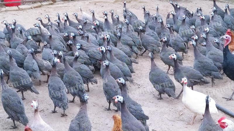 Gyöngyös, gyöngytyúk eladó