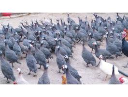 Gyöngyös, gyöngytyúk eladó