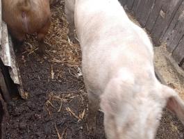 Aktív magyar nagyfehér kan eladó