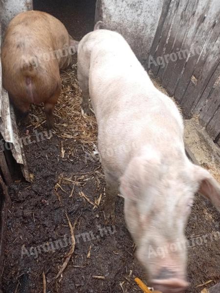 Aktív magyar nagyfehér kan eladó