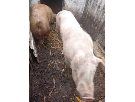 Aktív magyar nagyfehér kan eladó