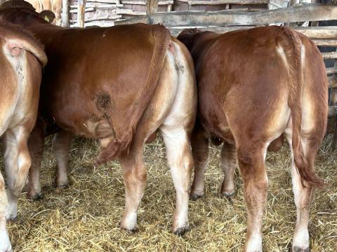 Limousin tenyészbikák Limousin tenyészbikák