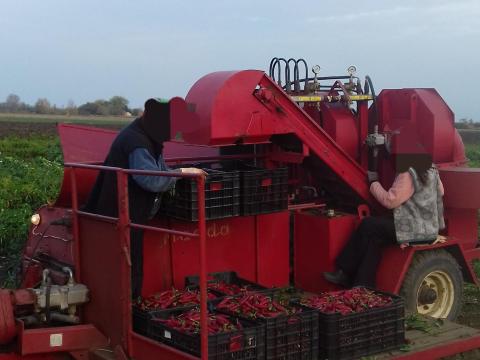 Vontatott fűszerpaprika és zöldbab szedő kombájn Vontatott fűszerpaprika és zöldbab szedő kombájn