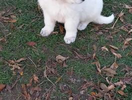 Kuvasz szuka kölykök