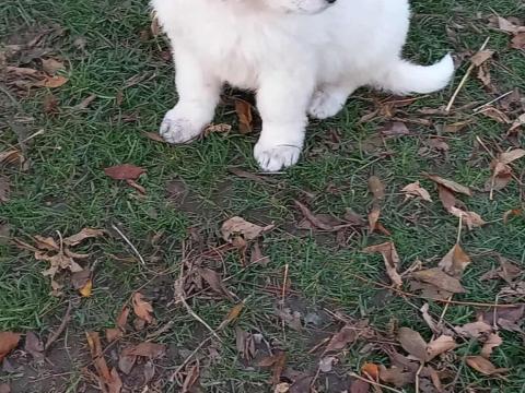 Kuvasz szuka kölykök Kuvasz szuka kölykök