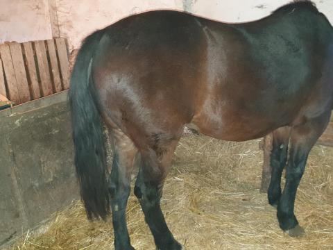 Eladó vemhes pej kanca ló Eladó vemhes pej kanca ló