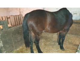 Eladó vemhes pej kanca ló