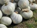 Sütőtök eladó, kis és nagy tételben