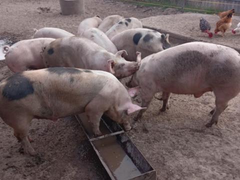 Eladó hízó disznók Eladó hízó disznók