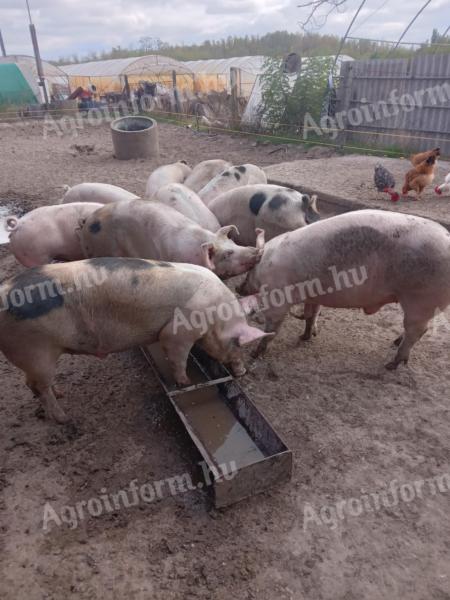 Eladó hízó disznók