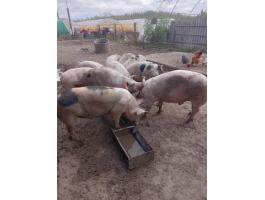 Eladó hízó disznók