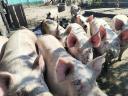 Eladó hízó disznók