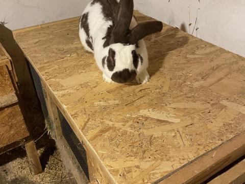 Lepketarka bak nyúl Lepketarka bak nyúl