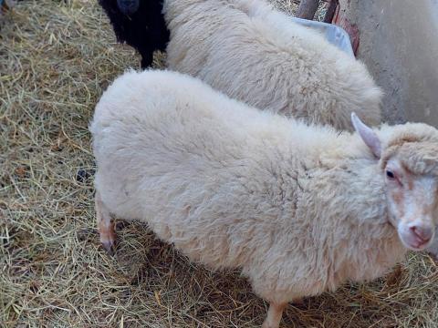 Eladó bárányok Eladó bárányok