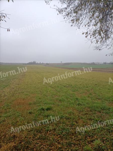 Szántóföld eladó Pannonhalma mellett