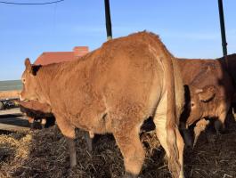 Limousin tenyészüszők eladók