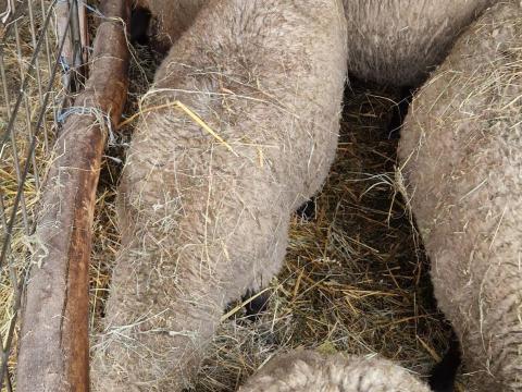 Suffolk Kos Eladó Suffolk Kos Eladó