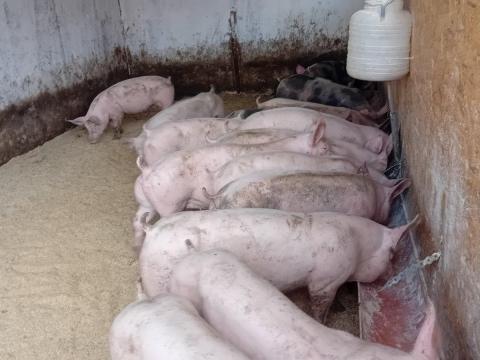 Minőségi Pietrain süldők eladók – 20 db, 60-70 kg-osak Minőségi Pietrain süldők eladók – 20 db, 60-70 kg-osak