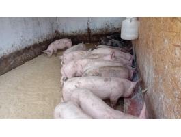 Minőségi Pietrain süldők eladók – 20 db, 60-70 kg-osak