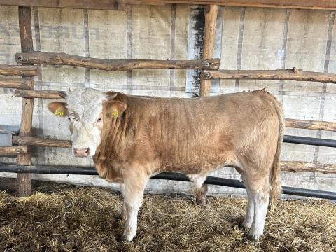 Eladó 11 hónapos magyartarka bika, 400-420 kg súllyal Eladó 11 hónapos magyartarka bika, 400-420 kg súllyal