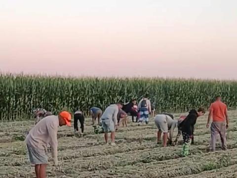 Kézi munkaerő mezőgazdasági munkákra Kézi munkaerő mezőgazdasági munkákra