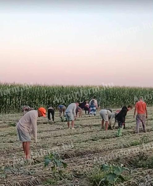 Kézi munkaerő mezőgazdasági munkákra
