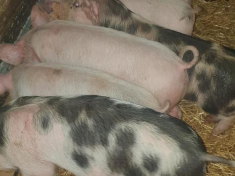 Eladó 7 db választási malac Magyar nagyfehér és Pietrain fajtákból Eladó 7 db választási malac Magyar nagyfehér és Pietrain fajtákból