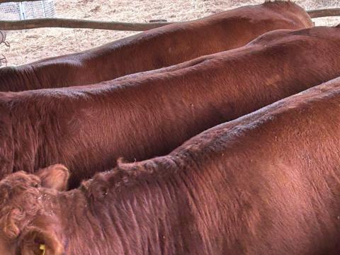 Limousin tenyészbikák Limousin tenyészbikák