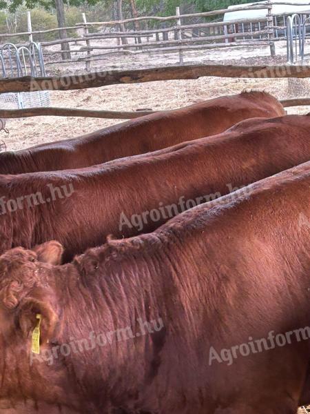 Limousin tenyészbikák