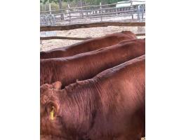 Limousin tenyészbikák