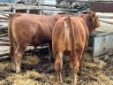 Limousin tenyészbikák