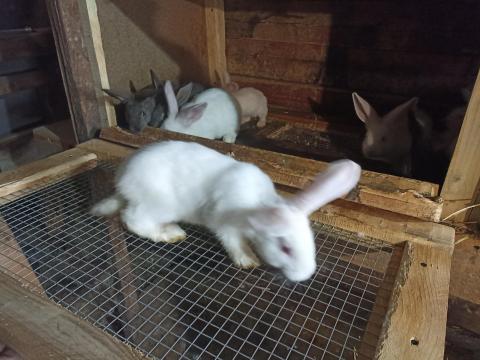 7 hetes nyúlak eladóak 7 hetes nyúlak eladóak