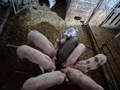 Eladó kb. 25 kg-os malacok Eladó kb. 25 kg-os malacok