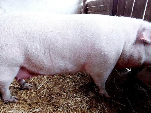 Anya disznó hízó eladó Anya disznó hízó eladó