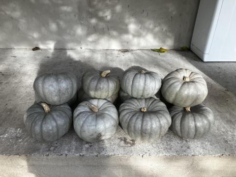 Nagydobosi sütőtök eladó Tiszakécskén – 1000 kg saját termelésből Nagydobosi sütőtök eladó Tiszakécskén – 1000 kg saját termelésből