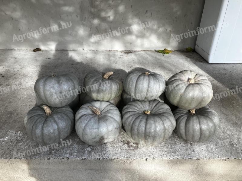 Nagydobosi sütőtök eladó Tiszakécskén – 1000 kg saját termelésből