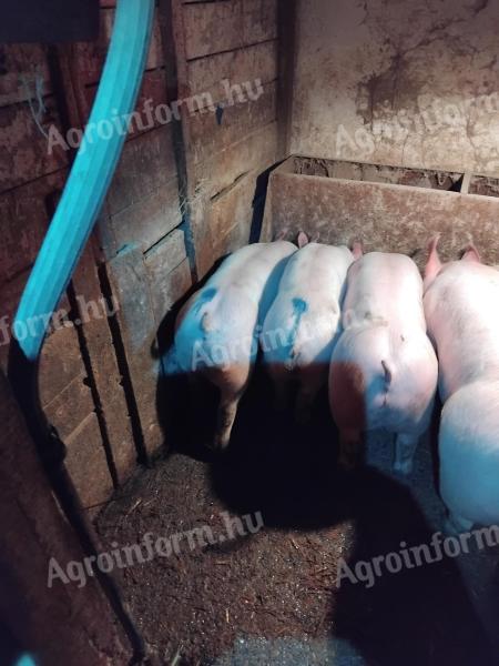 2db 35-40kg ártany malac eladó