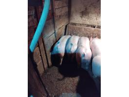 2db 35-40kg ártany malac eladó