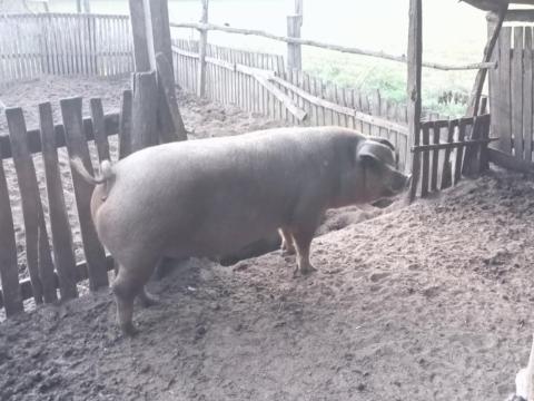 Nagysúlyú, szaláminak való, hús jellegű sertés eladó Nagysúlyú, szaláminak való, hús jellegű sertés eladó