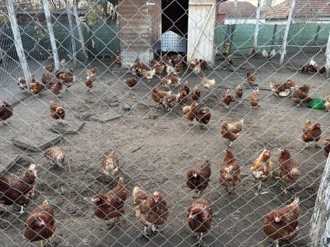 Tojòtyúk àllomàny Tojòtyúk àllomàny