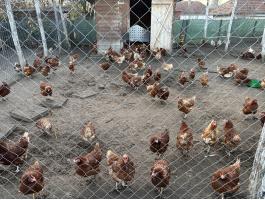 Tojòtyúk àllomàny