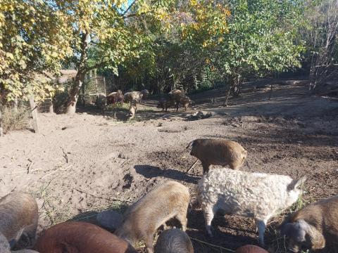 Szabadtartású sertés eladó Szabadtartású sertés eladó